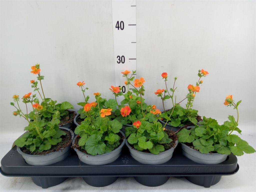 Горшечные цветы и растения оптом Geum Rivale от 8шт из Голландии с доставкой по России