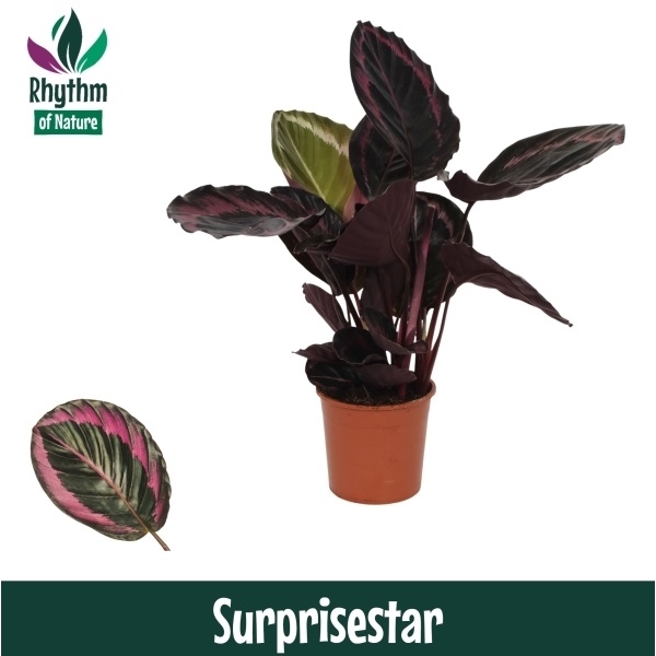 Горшечные цветы и растения оптом Calathea Surprisestar (rhythm Of Nature) от 8шт из Голландии с доставкой по России