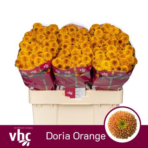Срезанные цветы оптом Chrys sa doria orange от 75шт из Голландии с доставкой по России