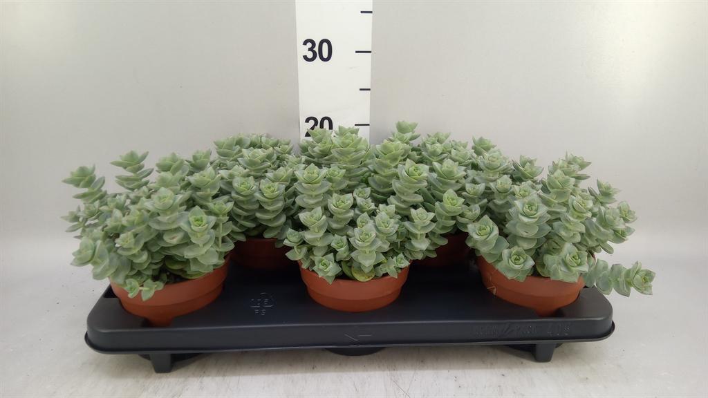 Горшечные цветы и растения оптом Crassula Perforata от 5шт из Голландии с доставкой по России