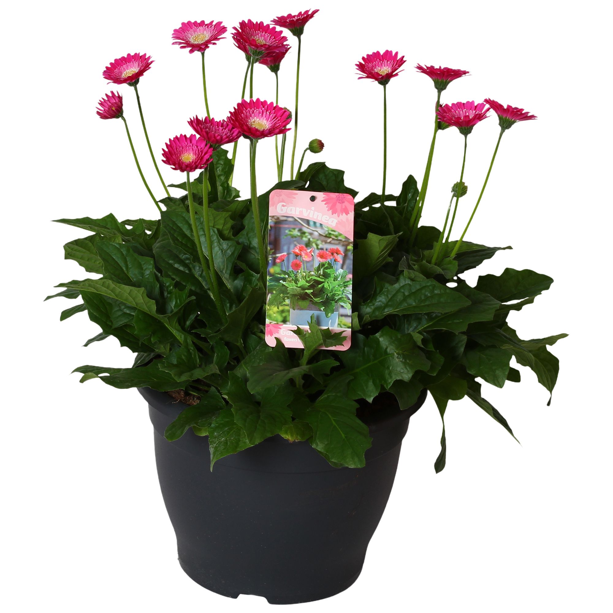 Горшечные цветы и растения оптом Gerbera Garvinea 32cm 7bl Paars от 1шт (для телеги) из Голландии с доставкой по России