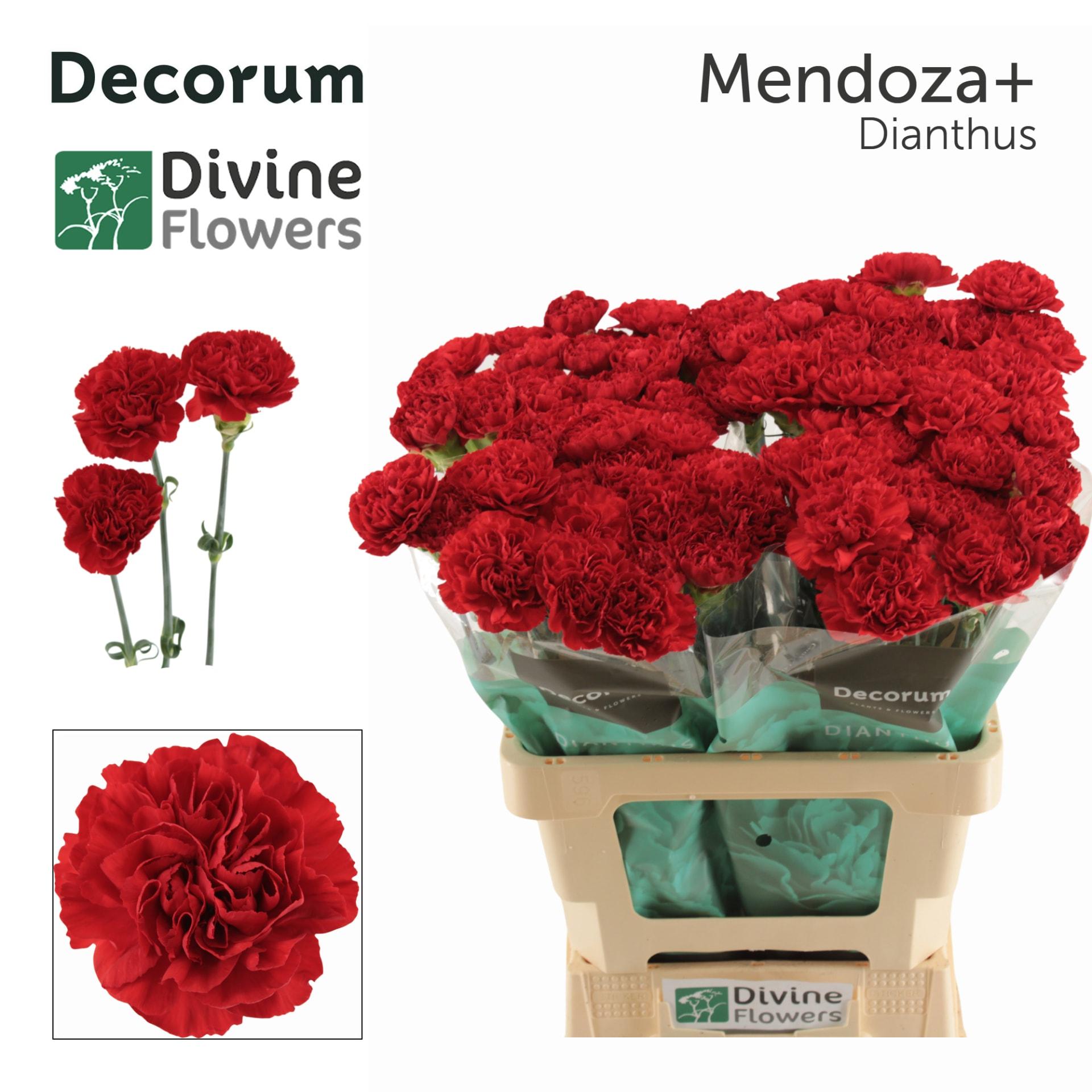 Срезанные цветы оптом Dianthus st mendoza+ от 80шт из Голландии с доставкой по России