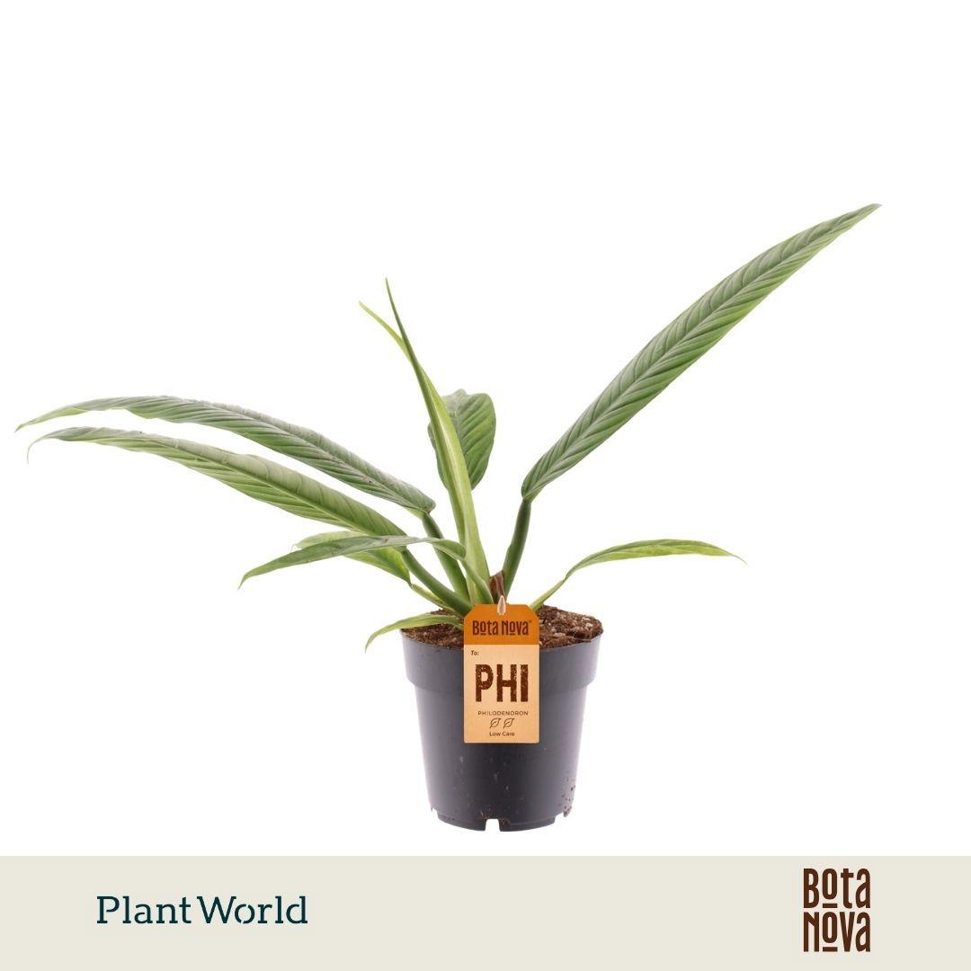 Горшечные цветы и растения оптом Philodendron Campii от 7шт из Голландии с доставкой по России