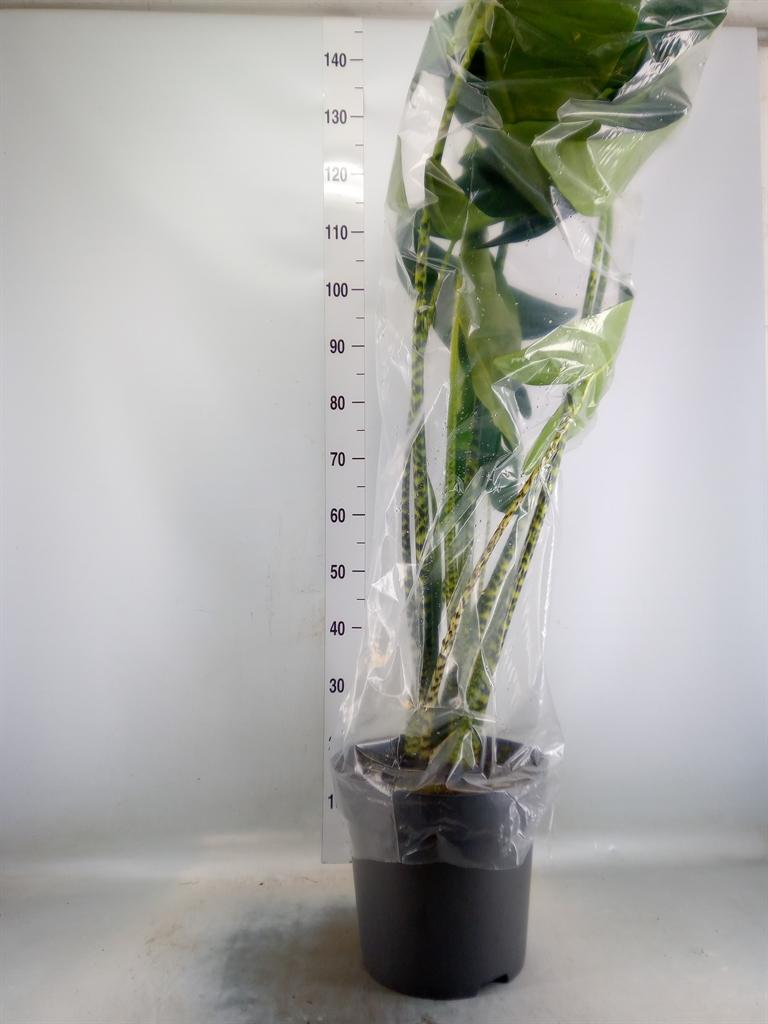 Горшечные цветы и растения оптом Alocasia Zebrina от 1шт (для телеги) из Голландии с доставкой по России