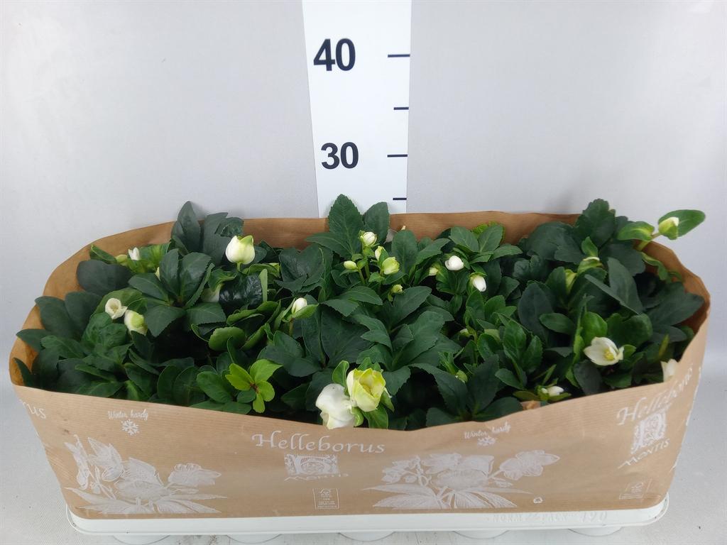 Горшечные цветы и растения оптом Helleborus Niger christmas Carol от 10шт из Голландии с доставкой по России