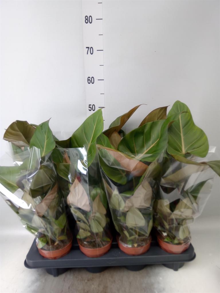 Горшечные цветы и растения оптом Philodendron   ... от 8шт из Голландии с доставкой по России