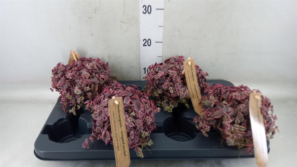 Горшечные цветы и растения оптом Crassula Marginalis от 4шт из Голландии с доставкой по России