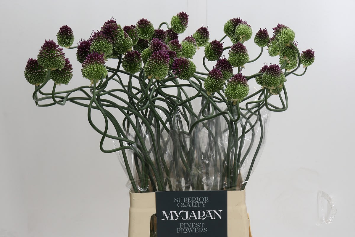 Срезанные цветы оптом Allium dancing tango от 50шт из Голландии с доставкой по России