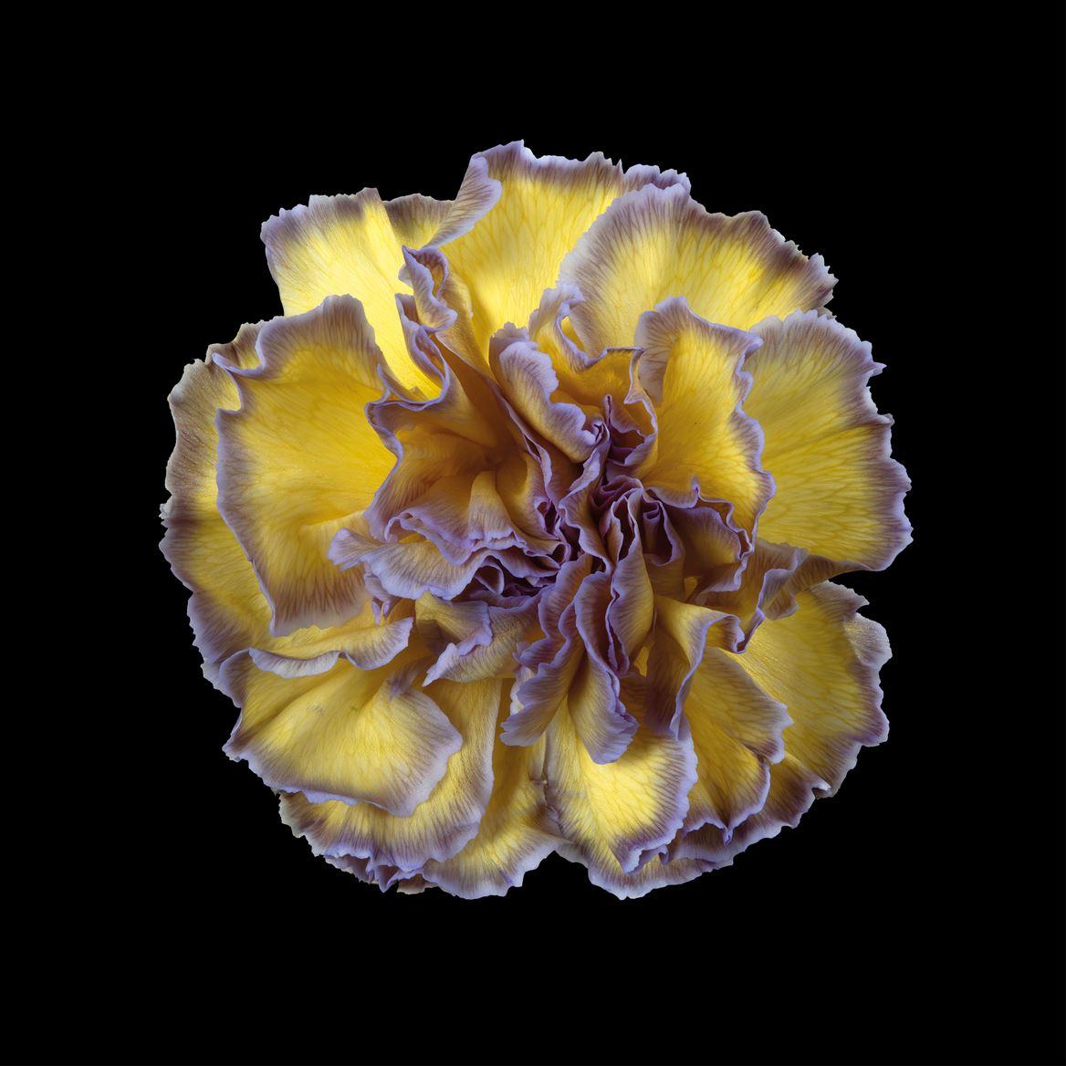 Срезанные цветы оптом Dianthus st paint butterfly от 80шт из Голландии с доставкой по России