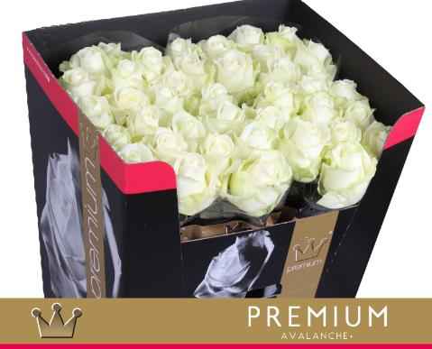 Срезанные цветы оптом Rosa la avalanche+ Bernhard Premium от 40шт из Голландии с доставкой по России
