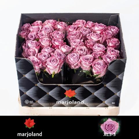 Срезанные цветы оптом Rosa large nayeli! XL от 40шт из Голландии с доставкой по России