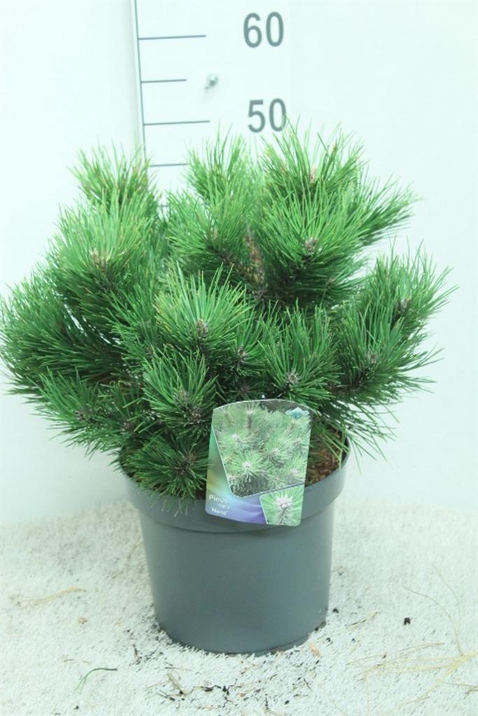 Горшечные цветы и растения оптом Pinus Nigra nana от 1шт из Голландии с доставкой по России
