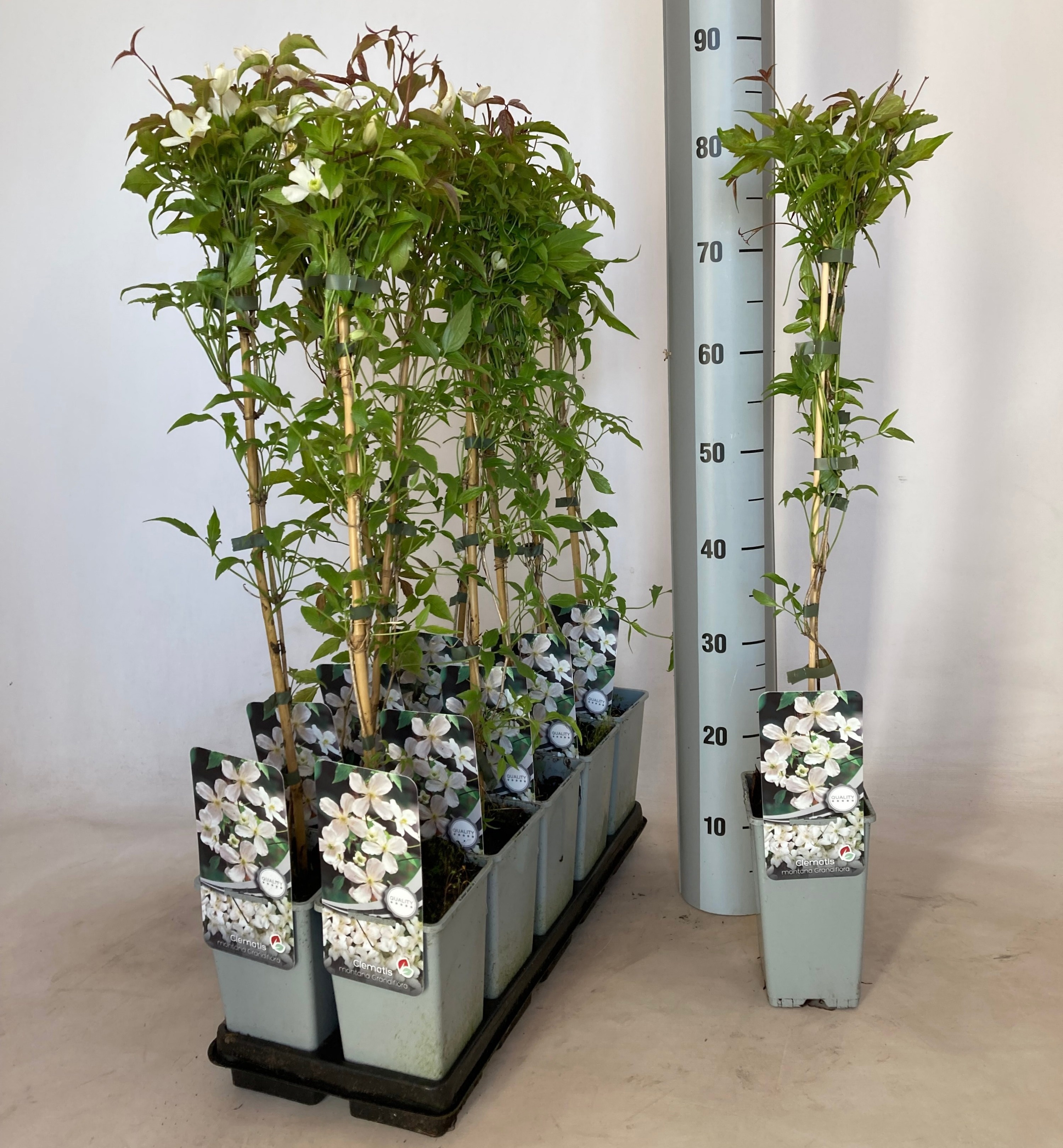Горшечные цветы и растения оптом Clem Mo Grandiflora от 10шт из Голландии с доставкой по России