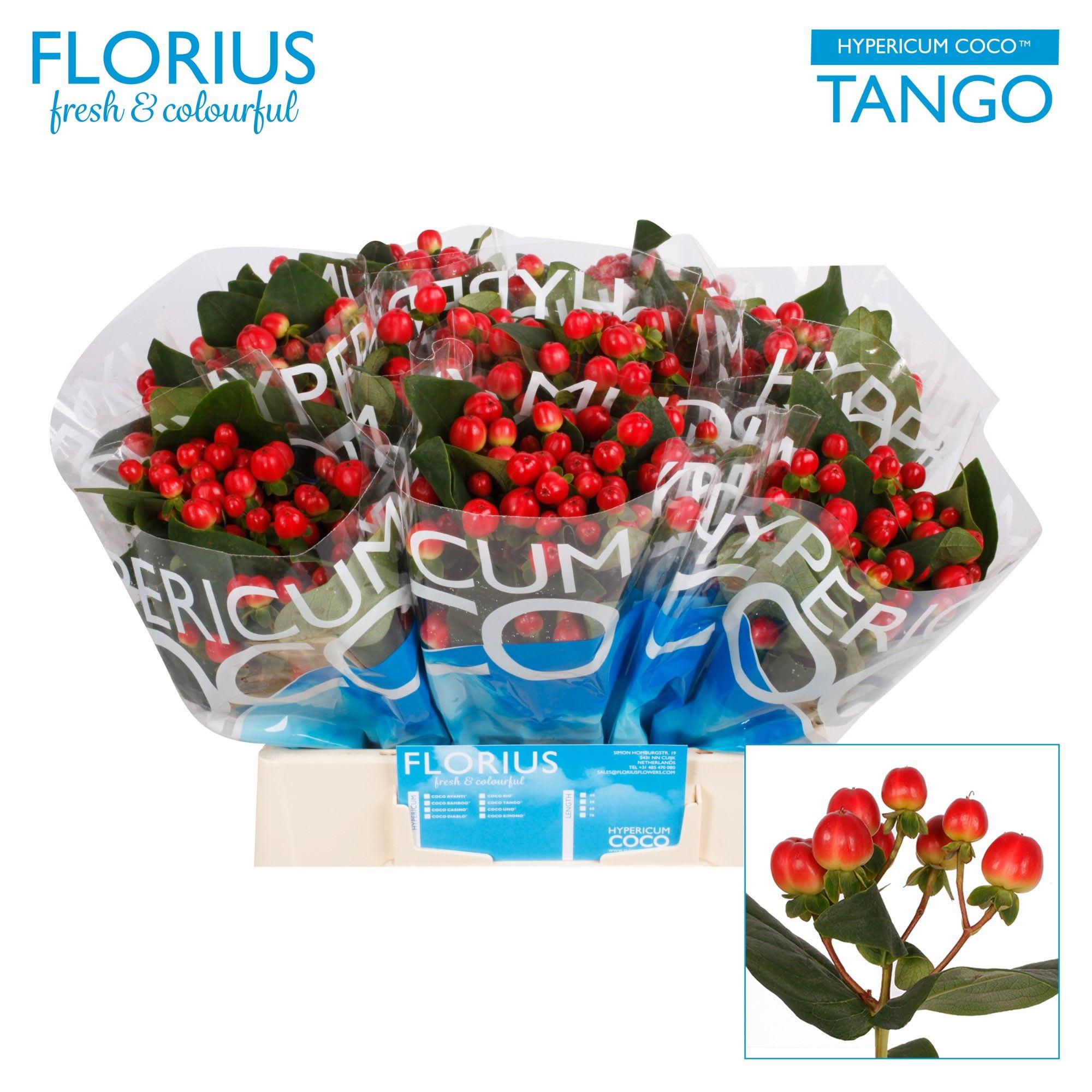 Срезанные цветы оптом Hypericum coco tango от 80шт из Голландии с доставкой по России