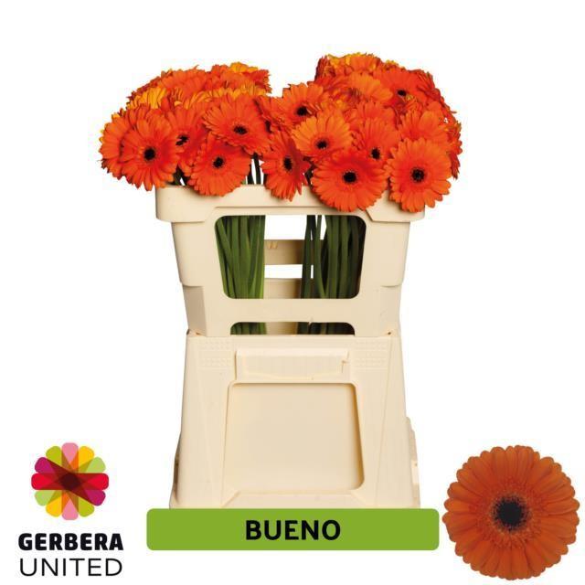 Срезанные цветы оптом Germini bueno от 60шт. из Голландии с доставкой по России