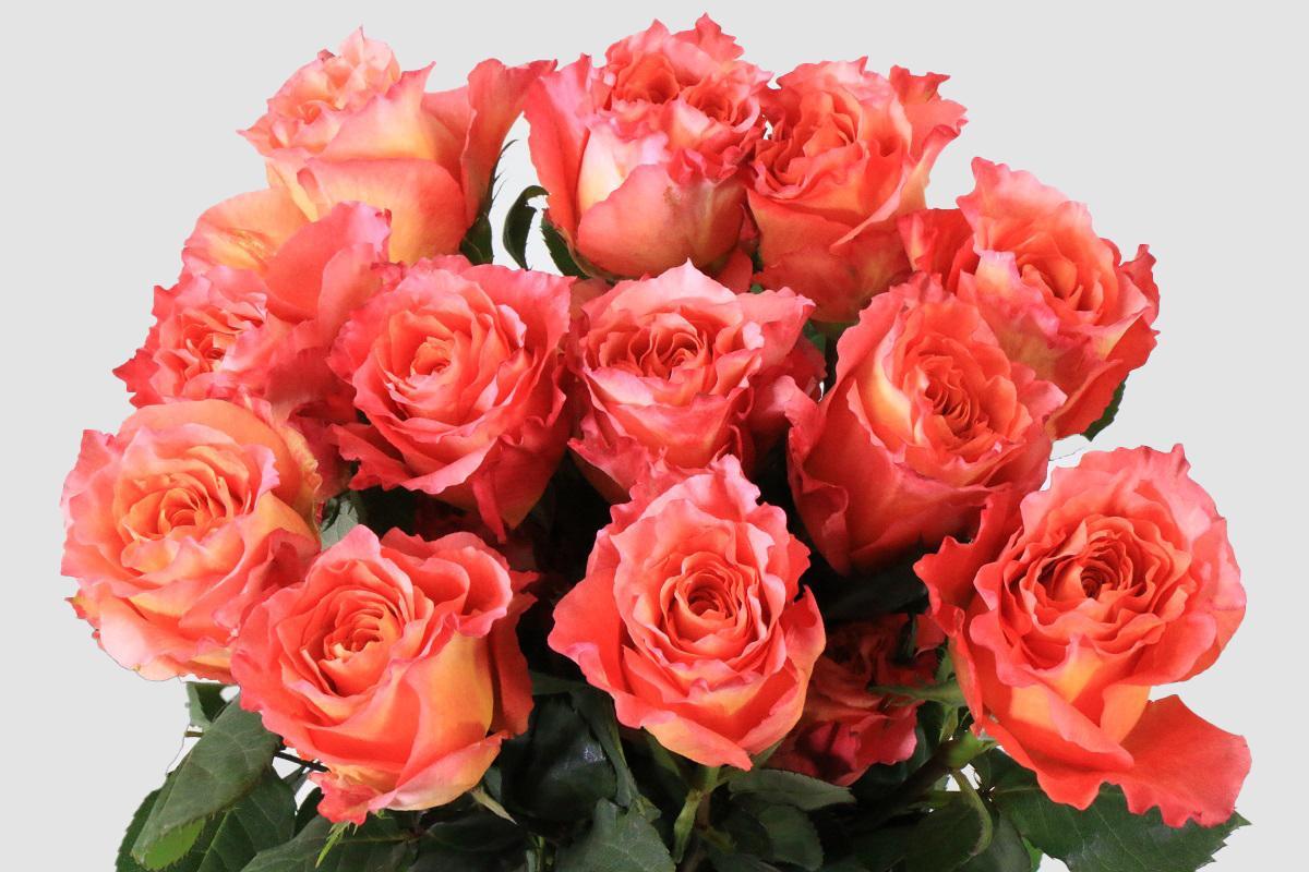 Срезанные цветы оптом Rosa ec free spirit от 100шт из Голландии с доставкой по России