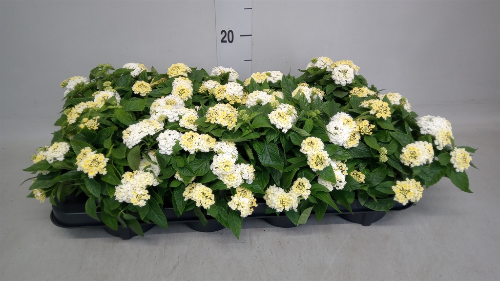 Горшечные цветы и растения оптом Lantana Camara   ... от 8шт из Голландии с доставкой по России