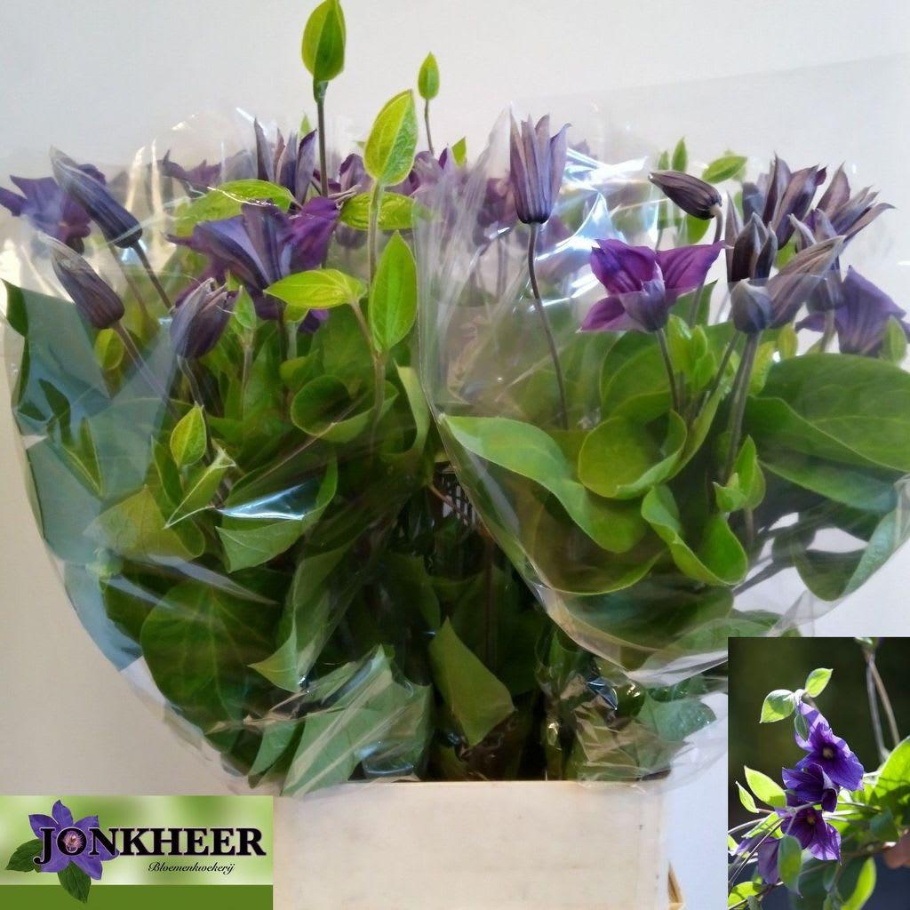 Срезанные цветы оптом Clematis blue [ hollandse ] от 40шт из Голландии с доставкой по России