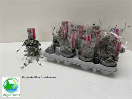 Горшечные цветы и растения оптом Cerop Wo Silve Glory от 12шт из Голландии с доставкой по России