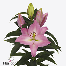 Срезанные цветы оптом Lilium or barista от 30шт из Голландии с доставкой по России