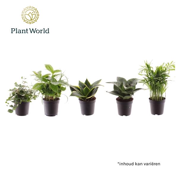 Горшечные цветы и растения оптом Plant Mix Keen On Green Mix (decorum) от 16шт (для телеги) из Голландии с доставкой по России