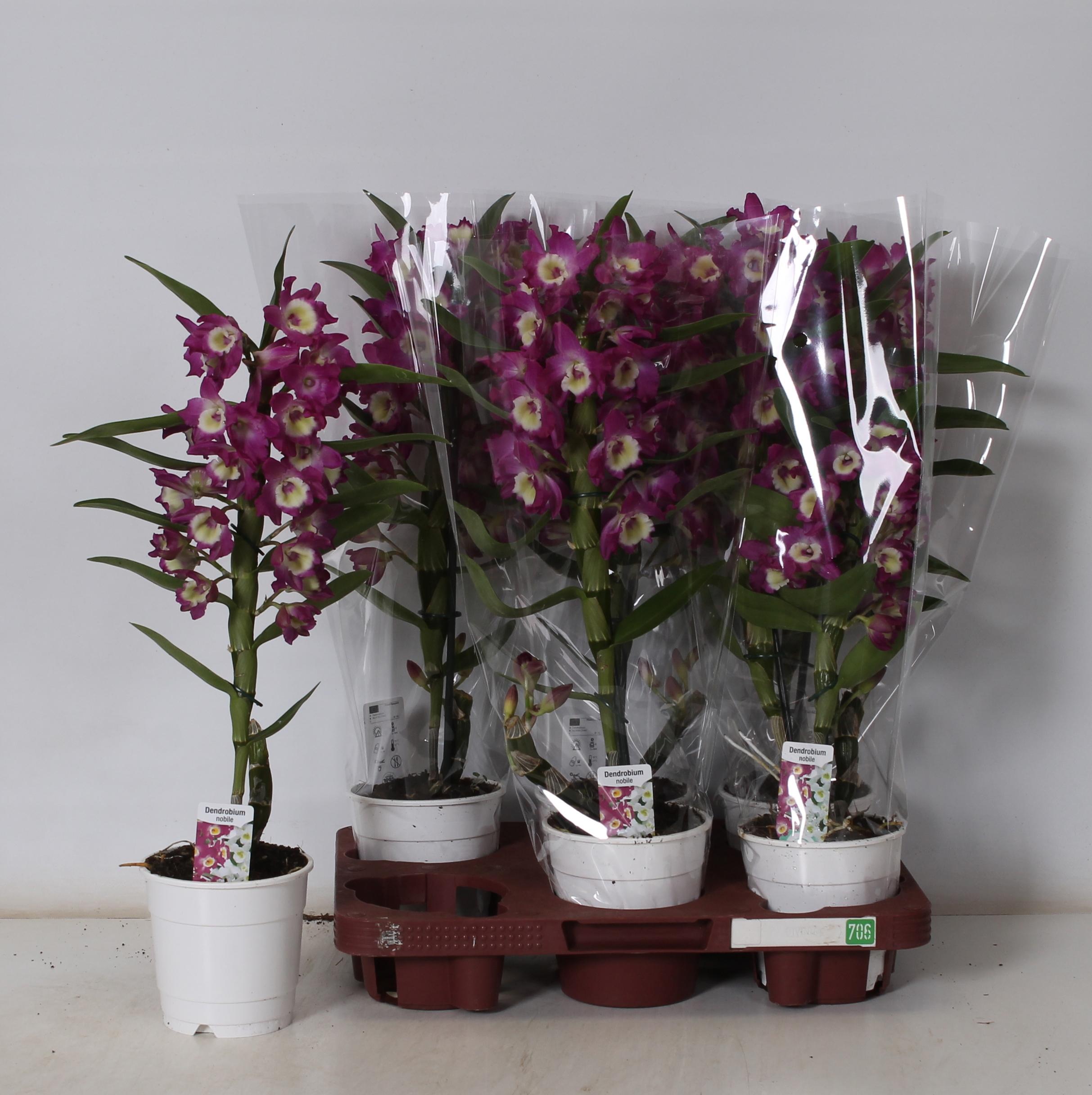 Горшечные цветы и растения оптом Dend Nobile от 6шт из Голландии с доставкой по России