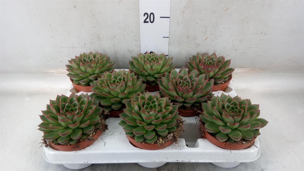 Горшечные цветы и растения оптом Echeveria   ... от 8шт из Голландии с доставкой по России