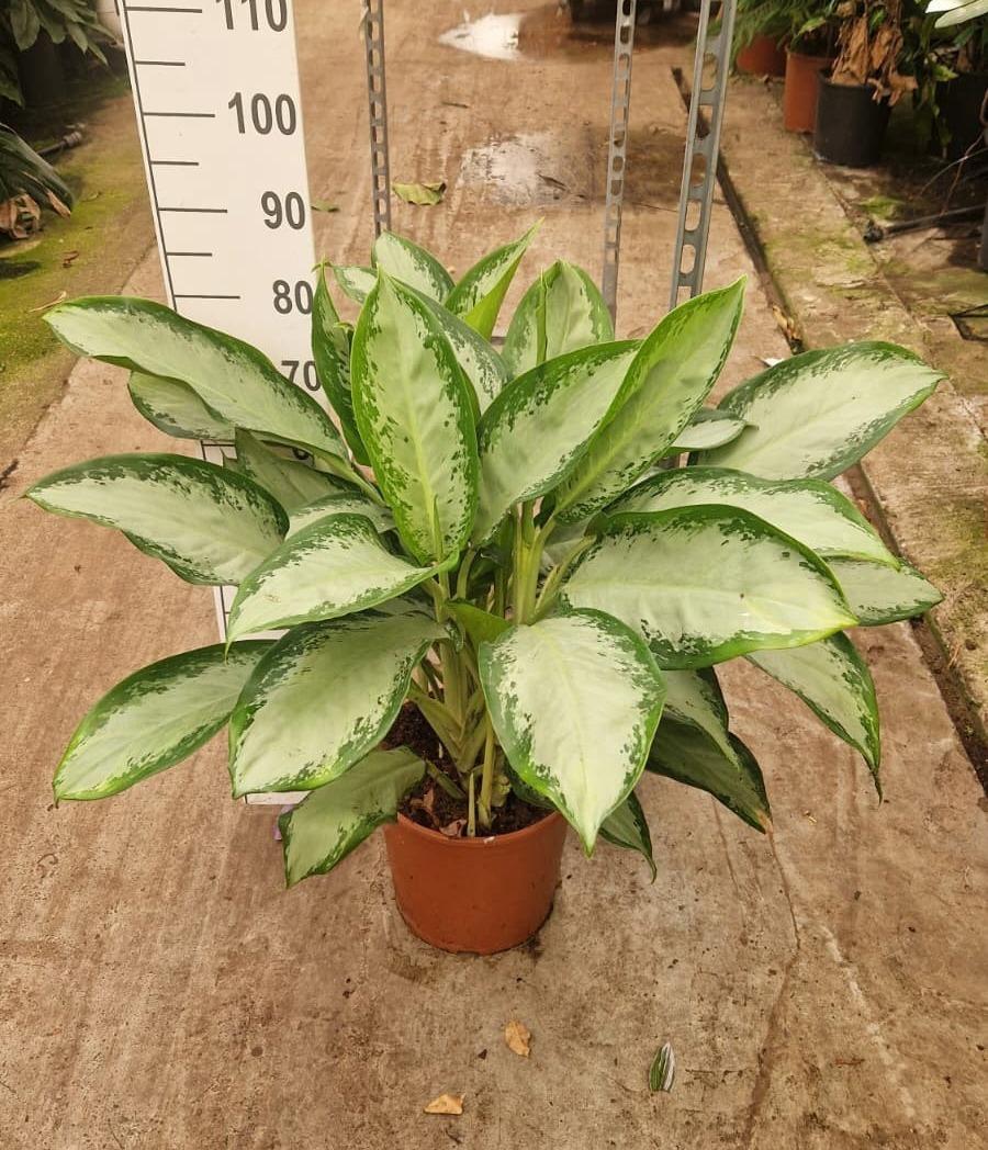 Горшечные цветы и растения оптом Aglaonema Cleopatra Xl от 1шт из Голландии с доставкой по России