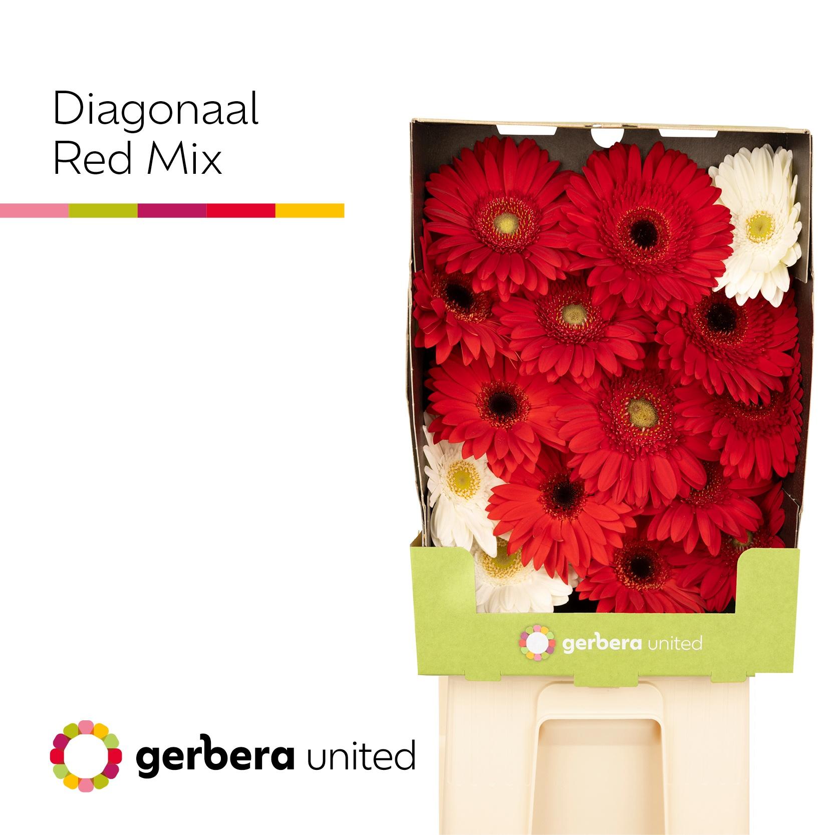 Срезанные цветы оптом Gerbera diamond mix red от 15шт из Голландии с доставкой по России