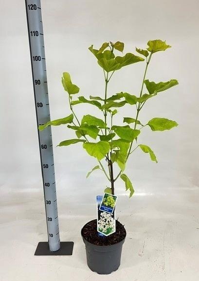 Горшечные цветы и растения оптом Catal Bi Aurea от 1шт из Голландии с доставкой по России