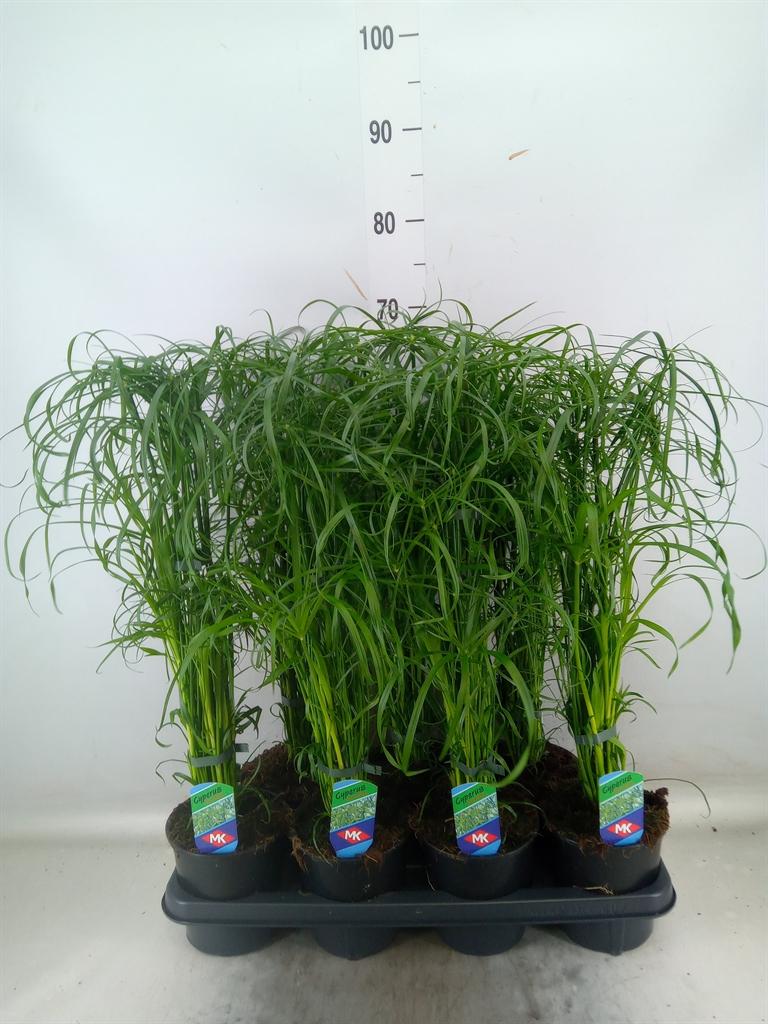 Горшечные цветы и растения оптом Cyperus Alternifolius от 7шт из Голландии с доставкой по России