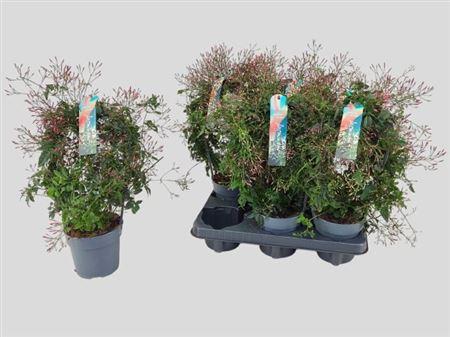 Горшечные цветы и растения оптом Jasm Polyanthum Rz 300+ от 6шт из Голландии с доставкой по России