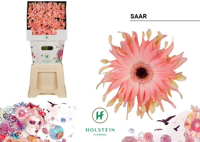 Срезанные цветы оптом Gerbera diamond gerpasta saar от 45шт из Голландии с доставкой по России