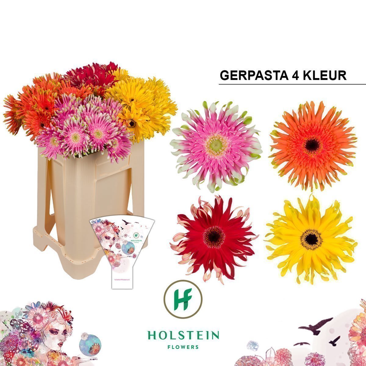 Срезанные цветы оптом Gerbera gerpasta mix от 40шт из Голландии с доставкой по России