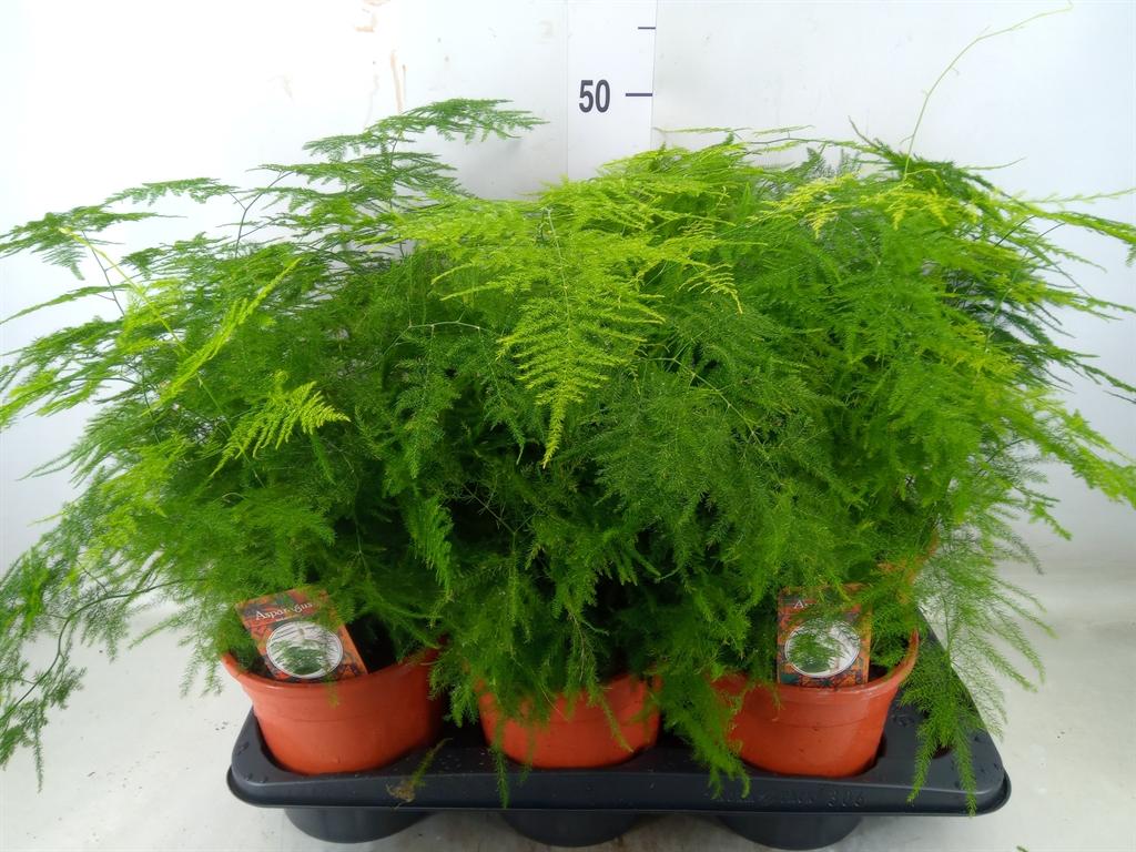 Горшечные цветы и растения оптом Asparagus Setaceus от 6шт из Голландии с доставкой по России