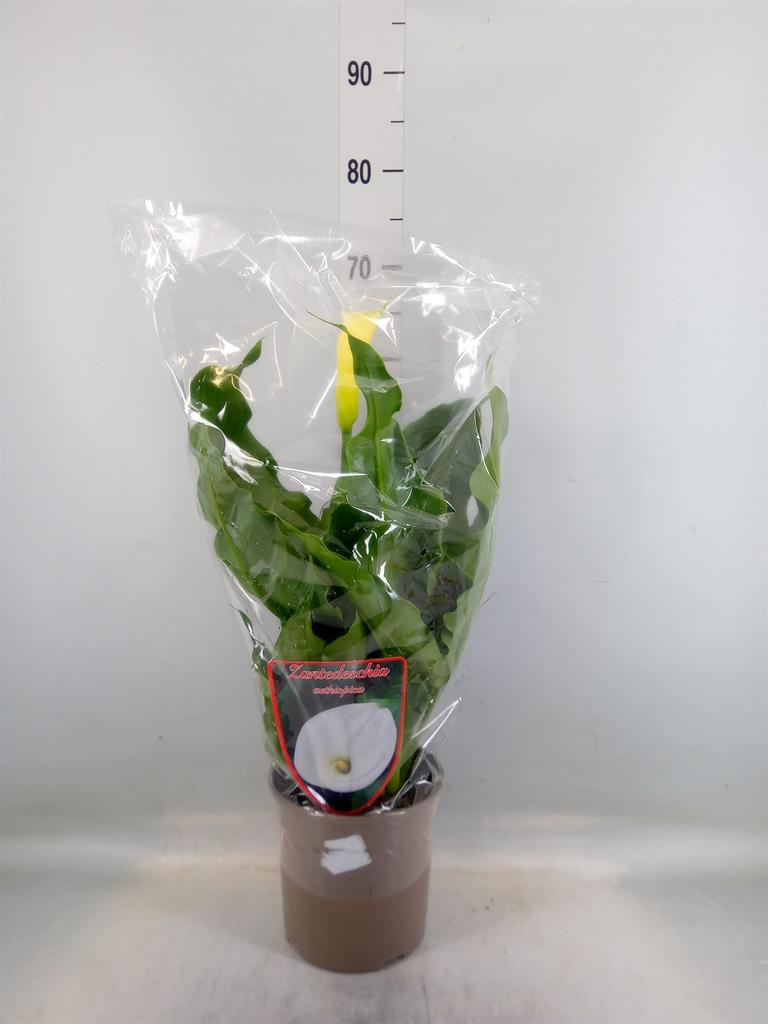 Горшечные цветы и растения оптом Zantedeschia Aeth. от 1шт из Голландии с доставкой по России