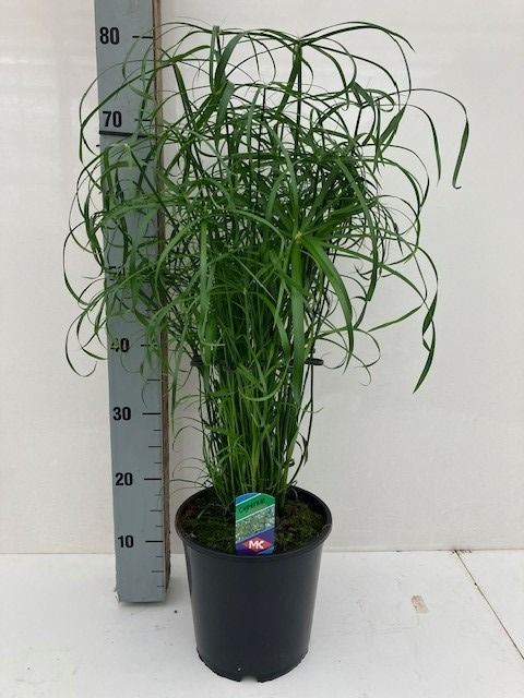 Горшечные цветы и растения оптом Cyperus Alternifolius от 1шт из Голландии с доставкой по России