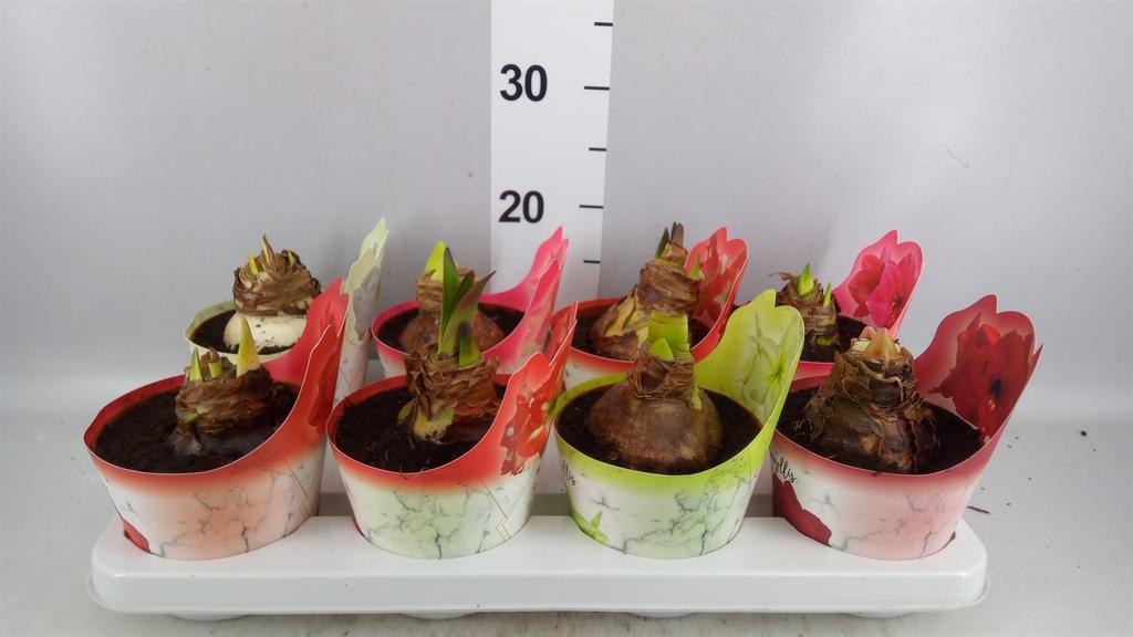 Горшечные цветы и растения оптом Hippeastrum ...mix от 8шт из Голландии с доставкой по России