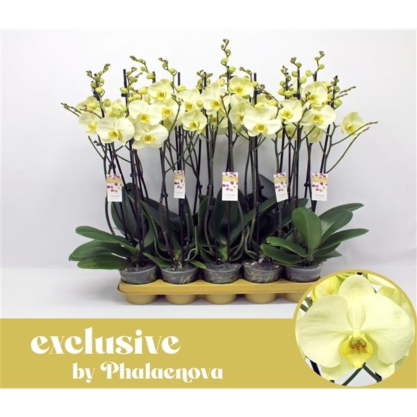 Горшечные цветы и растения оптом Phal 2st Green Touch 16+ (phalaenova) от 10шт из Голландии с доставкой по России