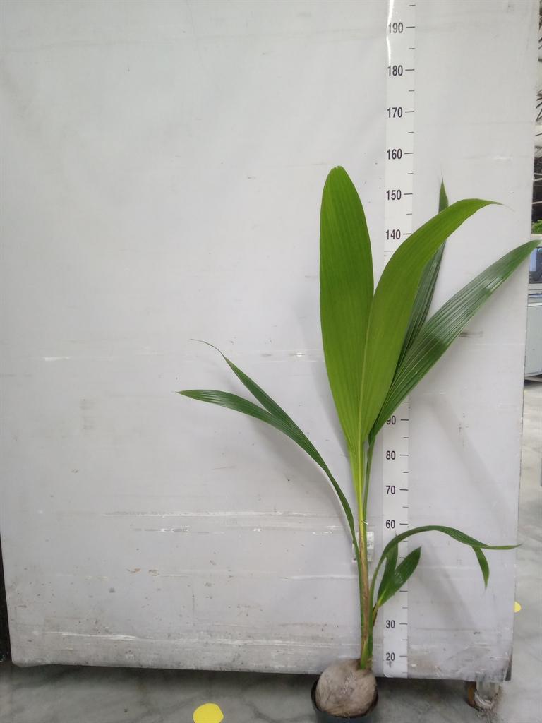 Горшечные цветы и растения оптом Cocos Nucifera от 1шт из Голландии с доставкой по России