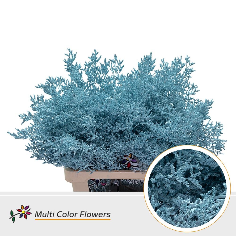 Срезанные цветы оптом Limonium paint ice blue от 50шт из Голландии с доставкой по России