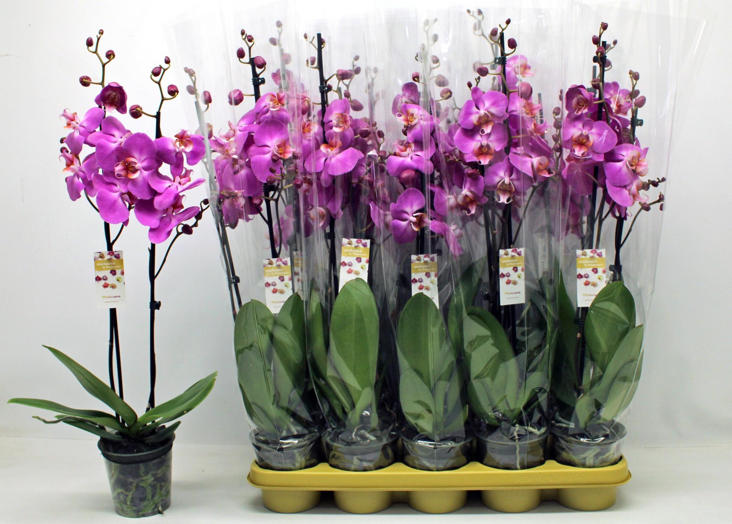 Горшечные цветы и растения оптом Phal Ov Paars от 10шт из Голландии с доставкой по России