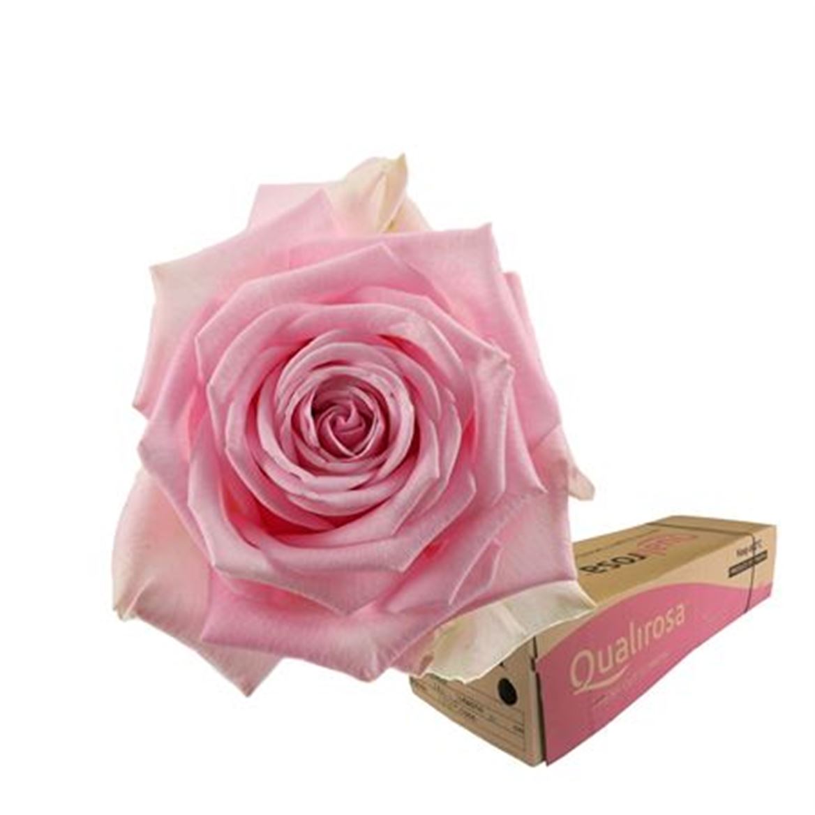 Срезанные цветы оптом Rosa large heidi от 260шт из Голландии с доставкой по России