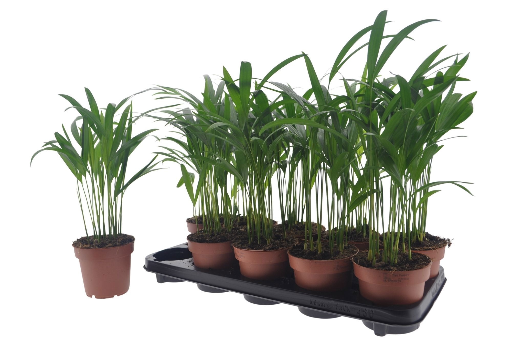 Горшечные цветы и растения оптом Dypsis Lutescens от 10шт из Голландии с доставкой по России