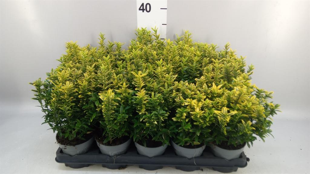 Горшечные цветы и растения оптом Euonymus Japon. micro. Aureovarie от 15шт из Голландии с доставкой по России
