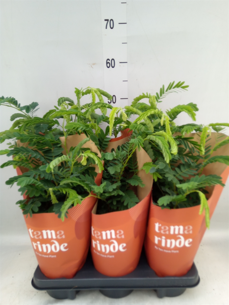 Горшечные цветы и растения оптом Tamarindus Indica от 6шт из Голландии с доставкой по России