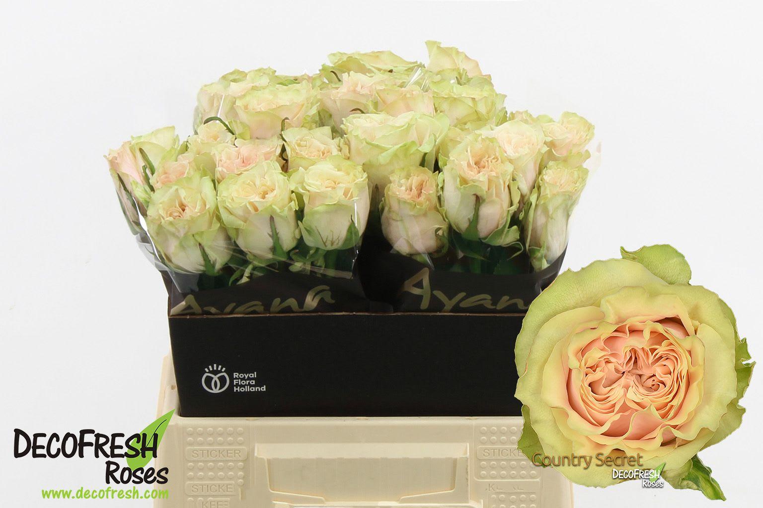 Срезанные цветы оптом Rosa large country secret от 30шт из Голландии с доставкой по России