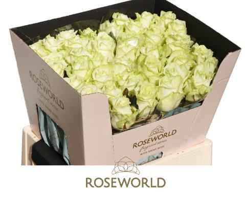Срезанные цветы оптом Rosa la white naomi от 40шт из Голландии с доставкой по России