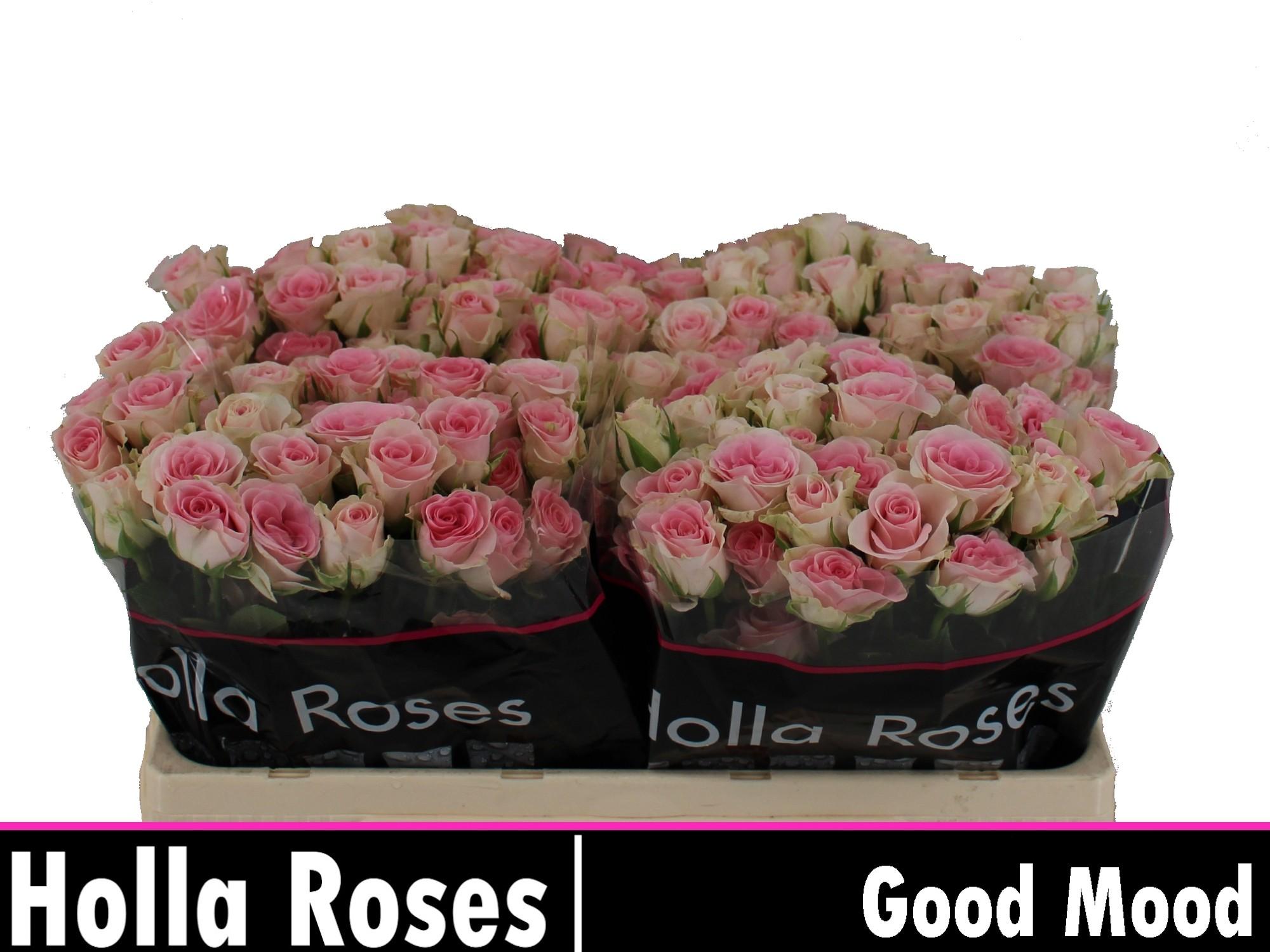 Срезанные цветы оптом Rosa spray good mood от 40шт из Голландии с доставкой по России