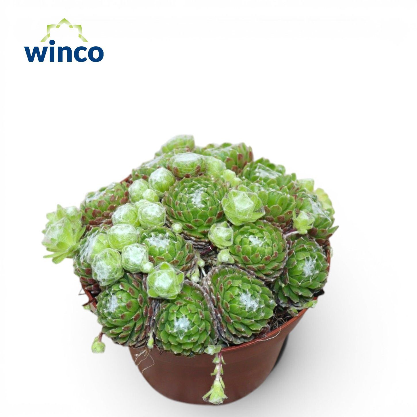 Горшечные цветы и растения оптом Sempervivum Arachnoidum от 6шт из Голландии с доставкой по России